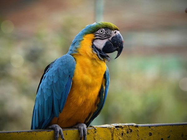 Animalerie spécialiste du lapin et du rongeur : tout pour vos petits compagnons
