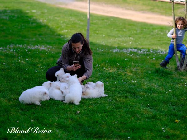 Élevage Berger Blanc Suisse : les premières semaines décident souvent de toute la relation